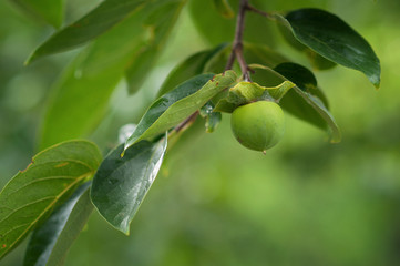 young persimmon weighs on a tree