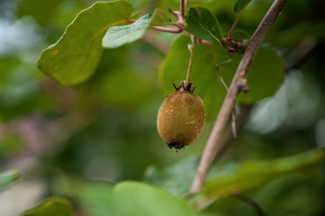 Kiwi hangs on a tree 