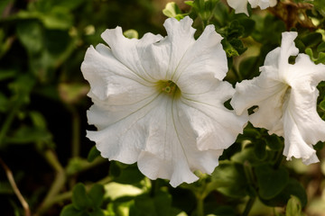 Beautiful Flower in Thailand Arboretum