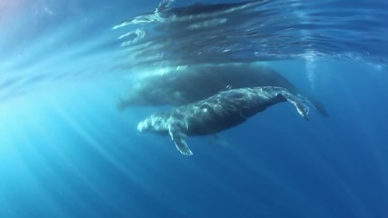 Tenderness of humpback whale calf with mother underwater ocean.