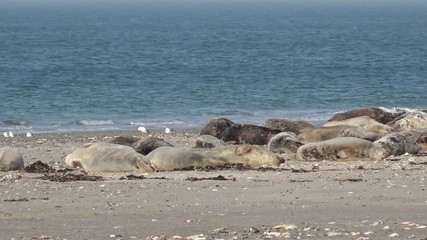 grey seals lying on coast in germany