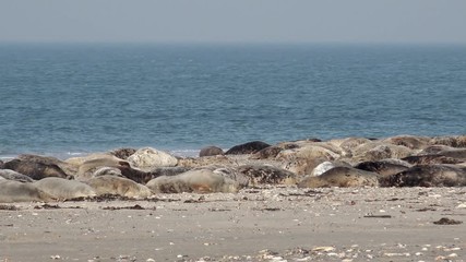 grey seals lying on coast in germany