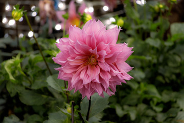 Beautiful Flower in Thailand Arboretum