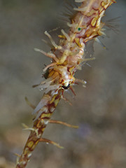 Close-up photography of a ornate ghoist pipefish.