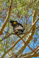 Black Cockatoo vert
