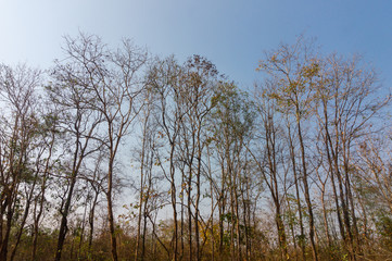trees in forest landscape with blue sky at summer of Thailand