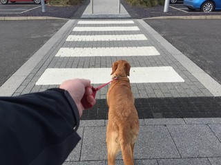 A POV of a pet labrador dog pulling hard on it's owners leash along a zebra or pedestrian crossing...