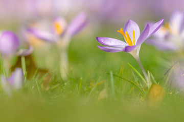Krokus blüht auf grüner Wiese. Violetter Krokus im Frühling. Blühende Krokusse. Frühlingsblumen. Pinker Krokus.