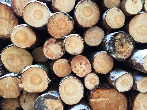A full frame background image of sawn logs stacked high for firewood or timber in a deforestation and environmental awareness image