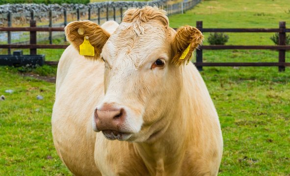 Looking in a Cow Face Blick in ein Kuhgesicht Kuhblick