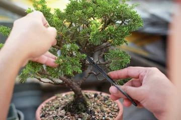 Tuinposter Bonsaiboompjes maken. Handgemaakte accessoires draad en schaar bonsai, bonsai gereedschap, stand van bonsai. © Nori Wasabi