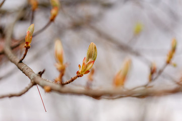 buds bloom on a branch