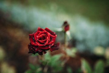 Photo of closeup red rose with water drops and dark green leaves growing in garden with shallow Depth of Field.