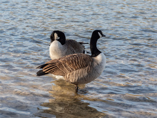 Obraz premium oies bernache à la Base de Loisirs de Verneuil sur Seine en France