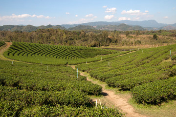 Fototapeta na wymiar Chiang Rai Thailand, tea plantation with forested hills in background