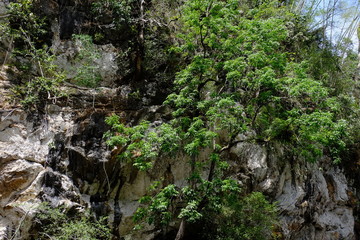 Rain forest view with mountains and green trees Streams and streams in the rain forest of Thailand
