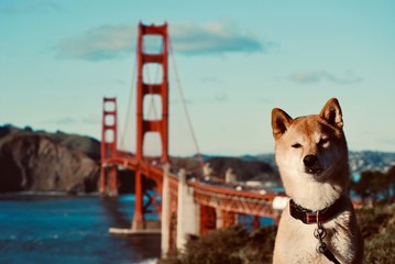 Dog at Golden Gate Bridge