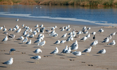 Flock of Seagulls [Laridae] at McGrath state park marsh estuary nature preserve where the Santa Clara river meets the Pacific ocean at the Ventura beach in California United States