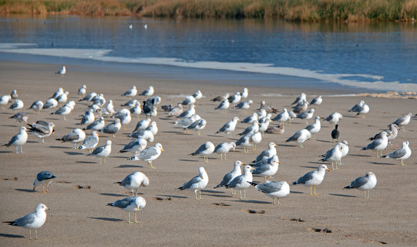 Flock of Seagulls [Laridae] at McGrath state park marsh estuary nature preserve where the Santa Clara river meets the Pacific ocean at the Ventura beach in California United States