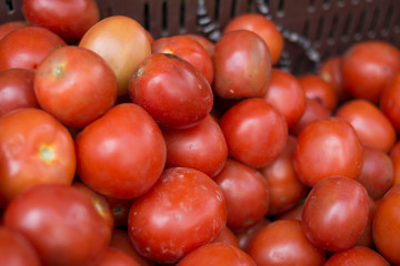 tomatoes on the market