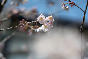 オールドレンズで撮影した桜