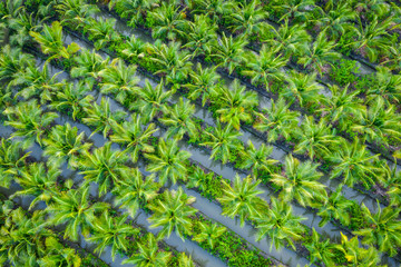 oil palm plantation or coconut green field agricultural industry farm in Thailand