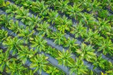 oil palm plantation or coconut green field agricultural industry farm in Thailand