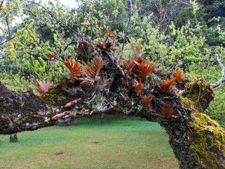 old branches have the fern