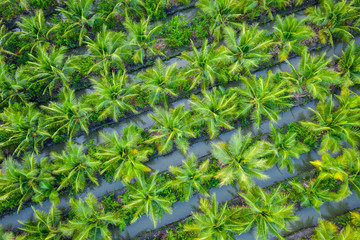 oil palm plantation or coconut green field agricultural industry farm in Thailand