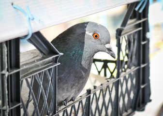 Rocky iridescent Dove with an orange eye close up