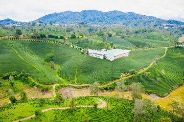 Fototapeta na wymiar aerial view agricultural area green tea on the mountain at doi chiang rai Thailand