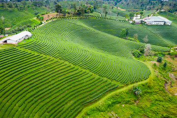 aerial view agricultural area green tea on the mountain at doi chiang rai Thailand