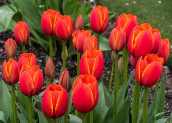 Tulips