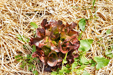 Lettuce in the garden