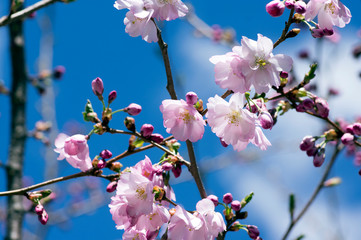 Fototapeta na wymiar Japanese Flowering Cherries branches, light pale pink white double flowers in in bloom on branches without leaves, blue sky