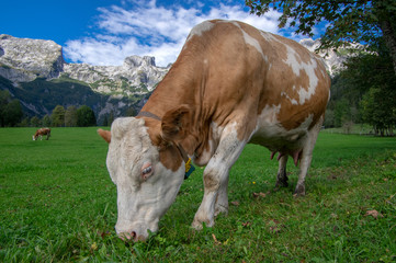 Fototapeta na wymiar Brown and white cows on pasture, Verfenveng Austrian Alps, beautiful scenery