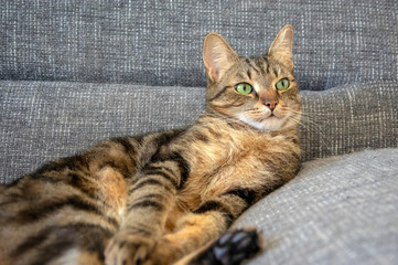 Lazy marbe domestic cat on gray sofa, looking to the right, cute lime eyes on tabby face, confused face