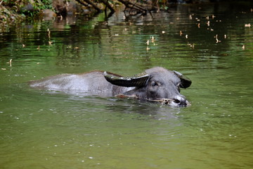 The black buffalo is immersed in the forest stream.