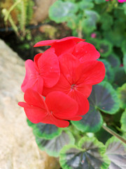 Garden geranium or pelargonium hortorum