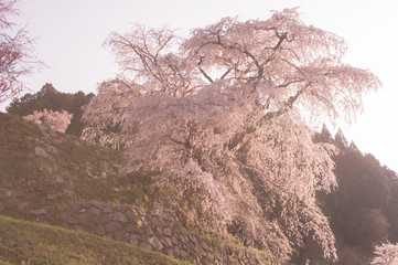 桜