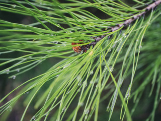 Image coniferous branch.