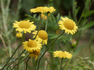 Fleurs d'Anthémis ou camomilles des teinturiers (Cota tinctoria) aux capitules jaune doré