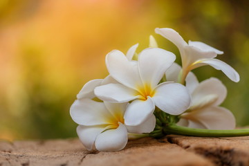 Plumeria flowers are blooming on old wooden floors.