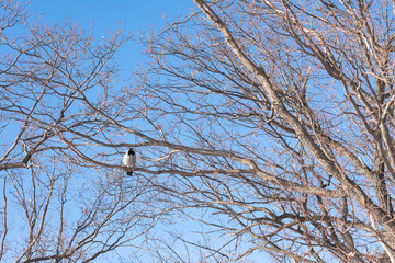 Common magpie bird perching on a branch. Beautiful wildlife. The background is clear blue sky.