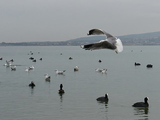 The image of birds on the beach.