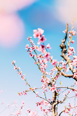 Peach trees in bloom