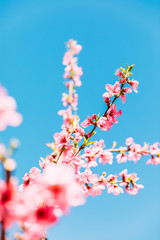 Peach trees in bloom