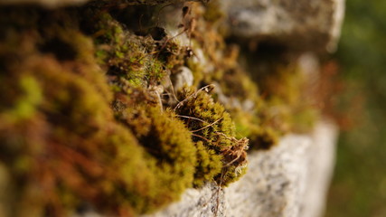SONY DSC