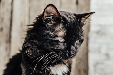 Sad, homeless shaggy black cat.