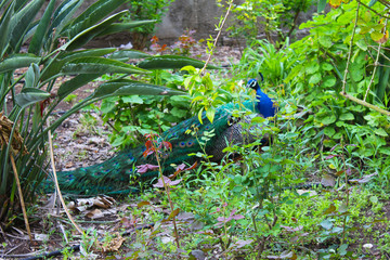 Peacock in the Capernaum garden with the Sea of Galilee